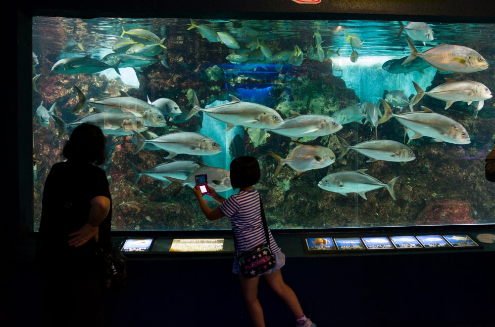 長岡市寺泊水族博物館 割引クーポン4件はこちら 新潟のお出かけ情報 タビワザ