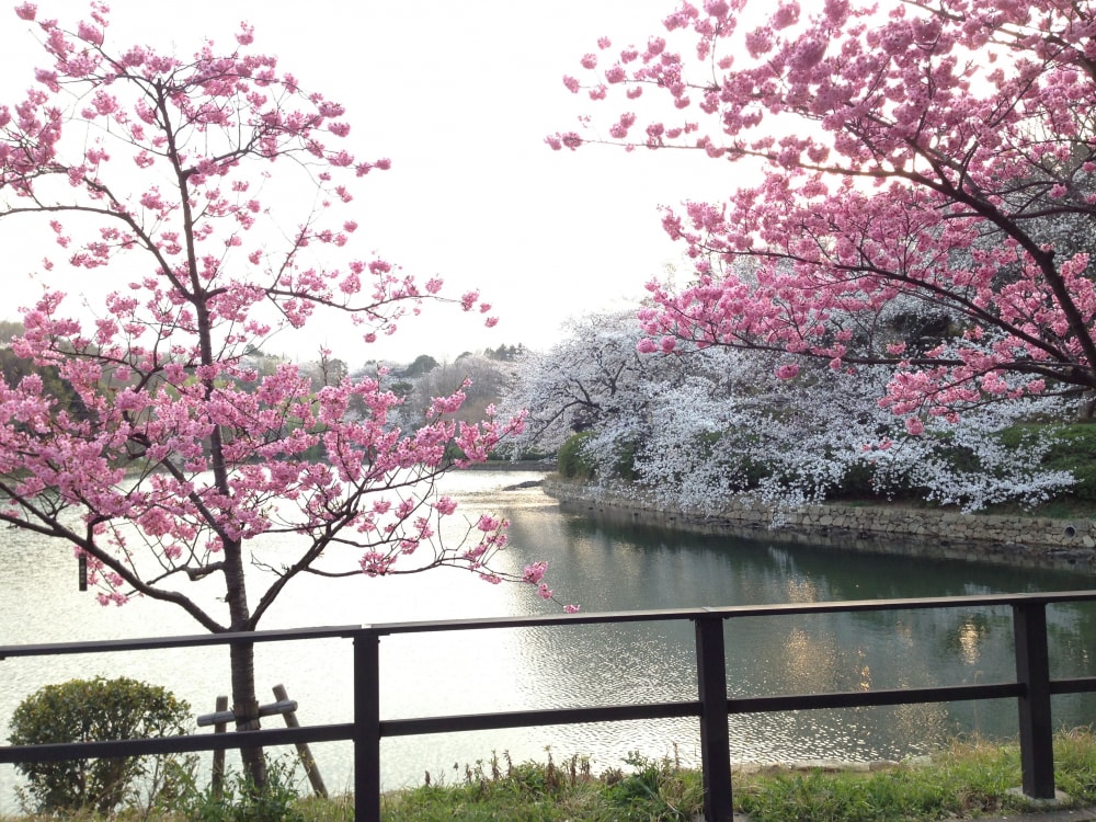 神奈川県立 三ツ池公園