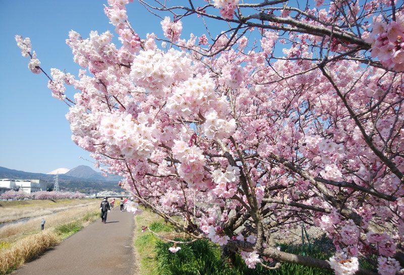 南足柄-富士フィルム裏の桜並木「春木径・幸せ道」の桜開花状況と駐車場について