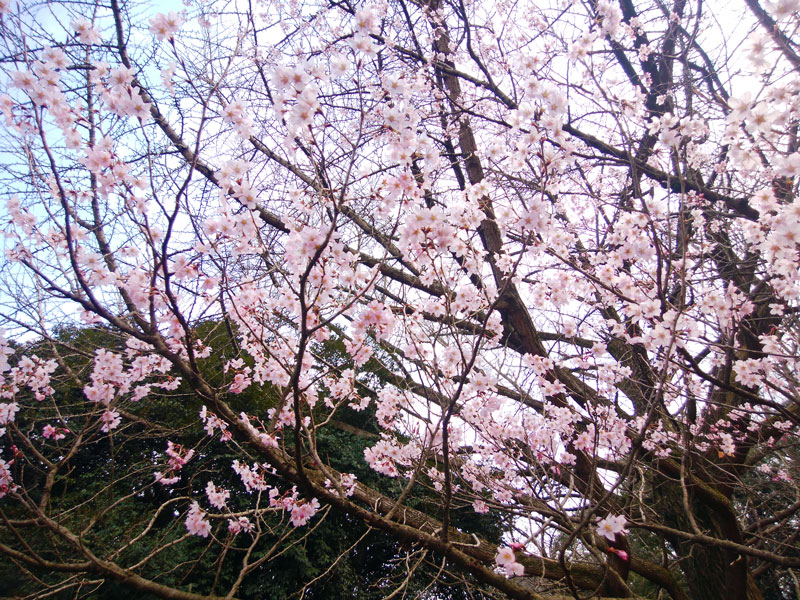 城山公園の桜の開花状況と駐車場