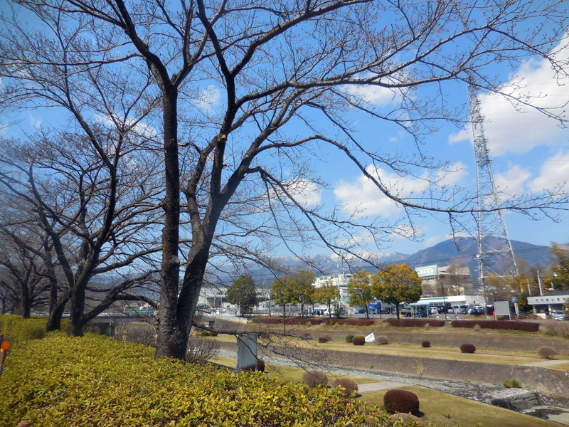 秦野中央運動公園の桜開花状況と駐車場。見頃予想は3月29日