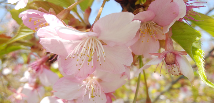 【2023年】目黒川の桜開花予想と桜まつりの混雑回避・アクセス・見頃