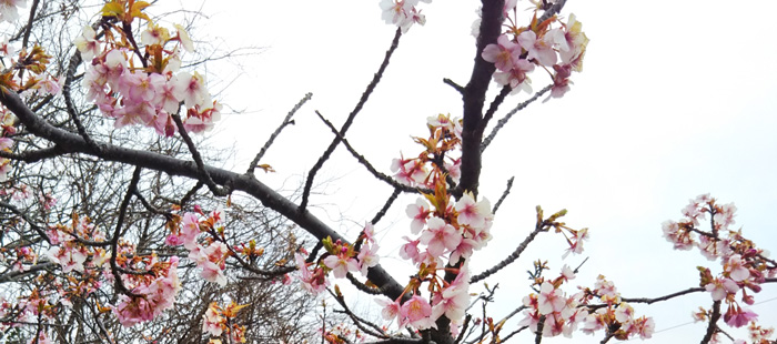 【2022年】三浦海岸-桜の開花状況と桜まつりの混雑・駐車場