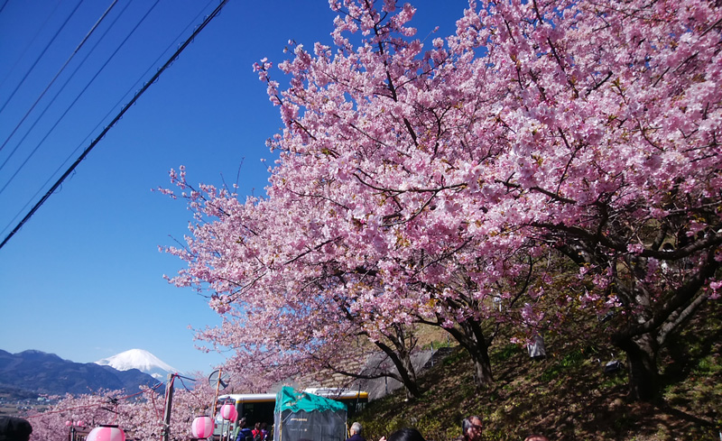 神奈川で２月に早咲きの河津桜を楽しめる！おすすめの桜の名所まとめ