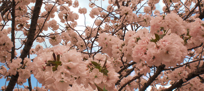 【2022年】上野公園の桜、開花予想と屋台・格安の周辺駐車場