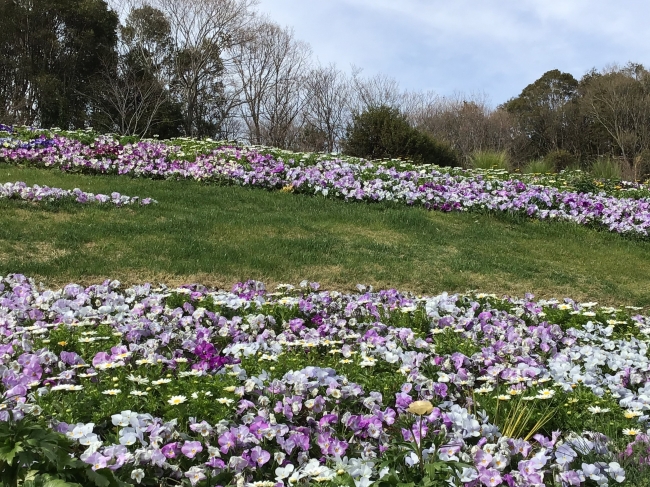 60万本の花が咲き誇る「ガーデンネックレス横浜2019」がいよいよ開催