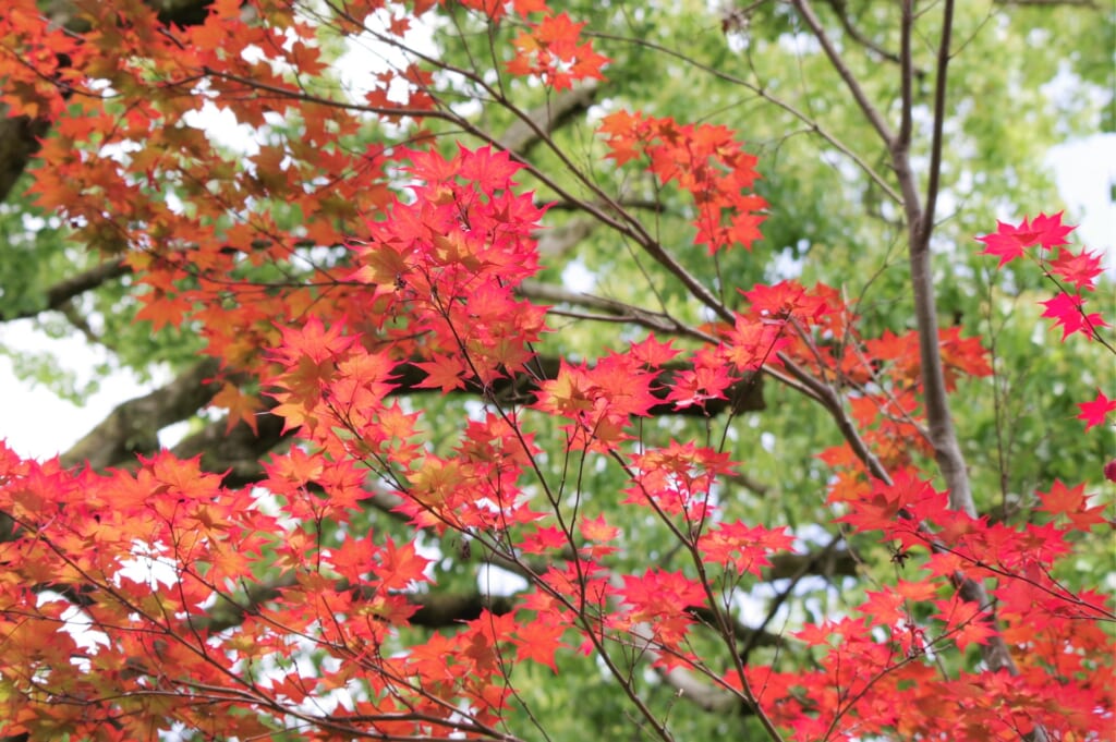 赤く染まった絶景、小田原市内で美しい紅葉を楽しめるスポット