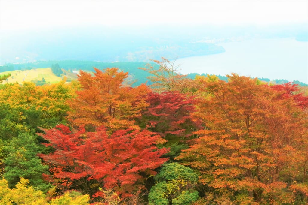 箱根で紅葉を見るならココ、定番を避けた穴場スポットのまとめ