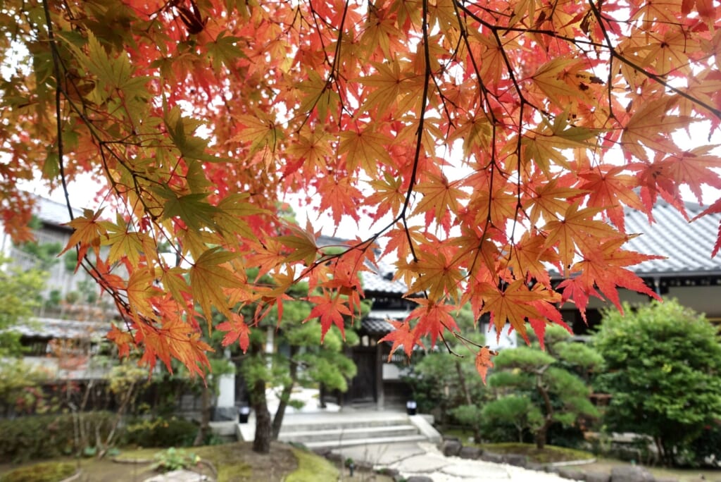 鎌倉で紅葉を楽しめる定番＆隠れたスポット総まとめ12選