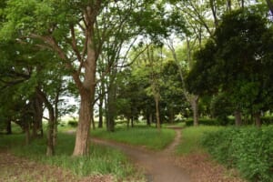 埼玉県の大型公園へ子供とお出かけしよう！総合公園13か所まとめ